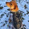 Alpine All Weather Dog Coat