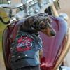 Biker Dawg