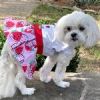 Strawberry Picnic  Harness Dress with Matching Leash